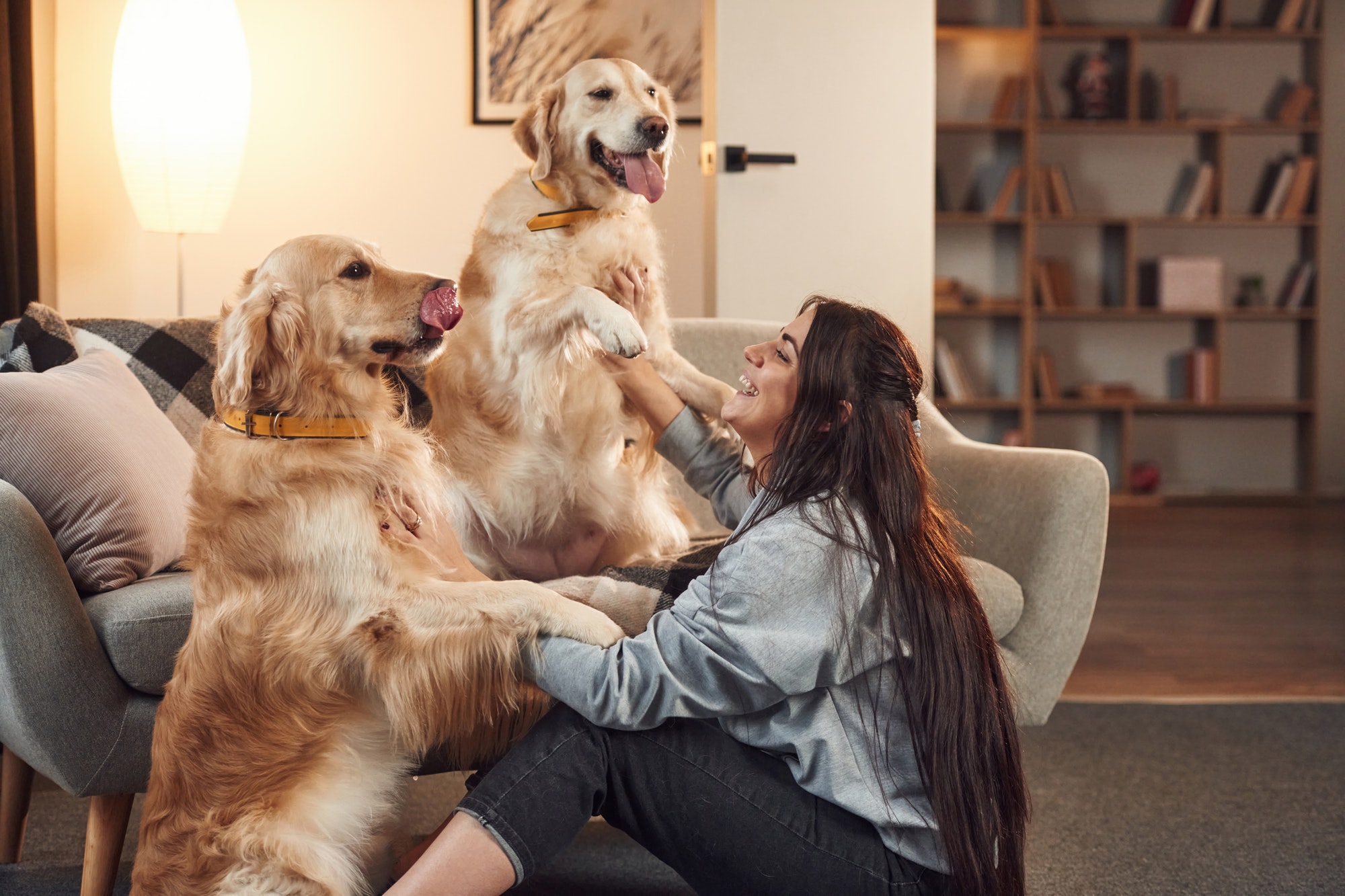 Playing together. Woman is with two golden retriever dogs at home